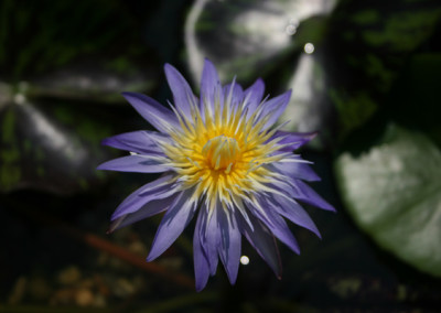 Nymphaea 'Star of Siam'