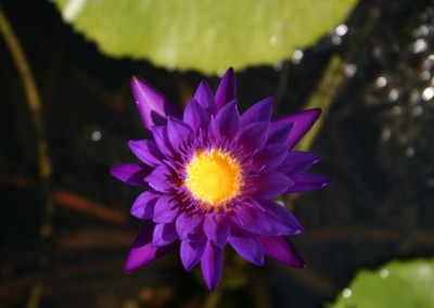 Nymphaea 'Purple Zanzibar'