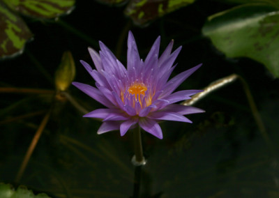 Nymphaea 'Midnight Serenade'