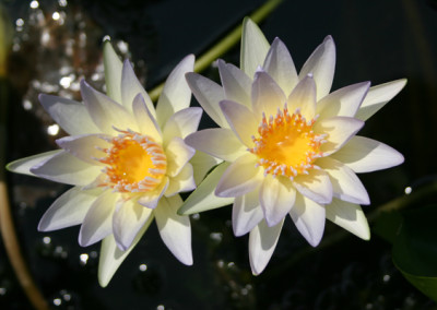 Nymphaea 'Moonbeam'