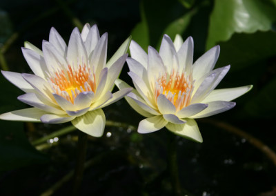 Nymphaea 'Moonbeam'