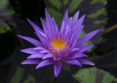 Nymphaea 'Midnight Serenade'