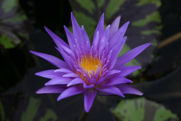 Nymphaea ‘Midnight Serenade’