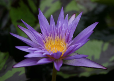 Nymphaea 'Midnight Serenade'