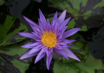 Nymphaea 'Midnight Serenade'