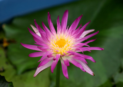 Nymphaea 'Pink Flamingo'