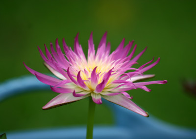 Nymphaea 'Pink Flamingo'