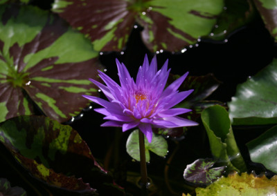 Nymphaea 'Midnight Serenade'