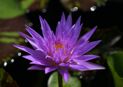 Nymphaea 'Midnight Serenade'