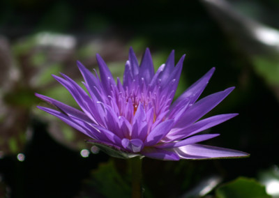 Nymphaea 'Midnight Serenade'