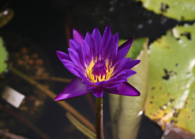 Nymphaea 'Purple Zanzibar'