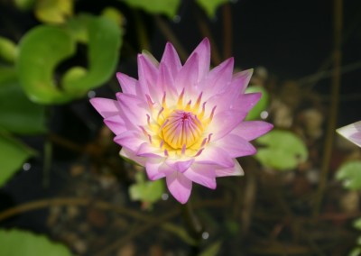 Nymphaea 'Pink Pearl'