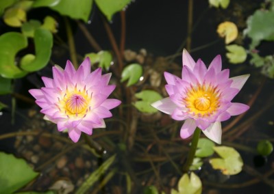 Nymphaea 'Pink Pearl'