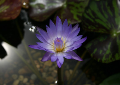 Nymphaea 'Star of Siam'