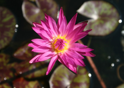 Nymphaea 'Miami Rose'