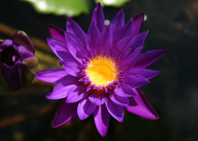 Nymphaea 'Purple Zanzibar'