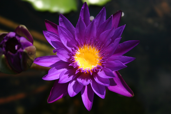 Nymphaea ‘Purple Zanzibar’