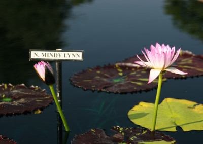 Nymphaea 'Mindy Lynn'