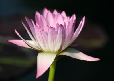 Nymphaea 'Mindy Lynn'