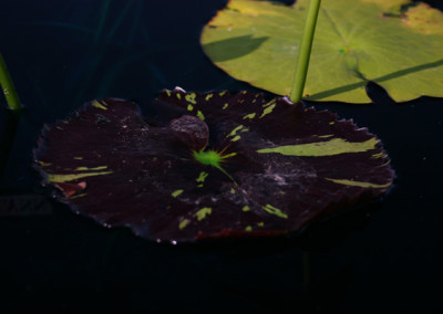 Nymphaea 'Mindy Lynn'