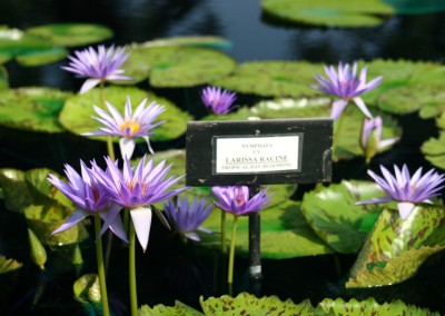 Nymphaea 'Larissa Racine'