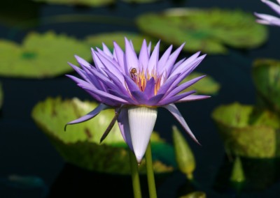 Nymphaea 'Larissa Racine'