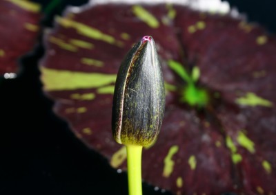 Nymphaea 'Mindy Lynn'