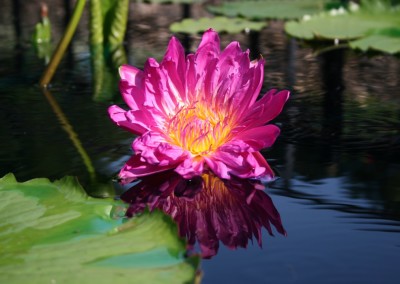 Nymphaea 'Larp Prasert'