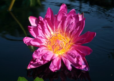 Nymphaea 'Larp Prasert'