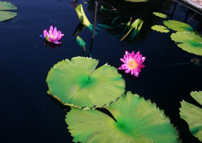 Nymphaea 'Larp Prasert'