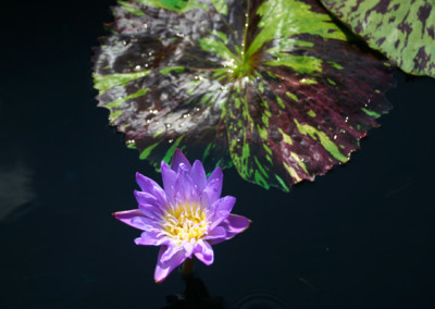 Nymphaea 'Leopardess'