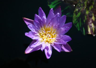 Nymphaea 'Leopardess'