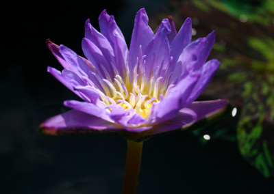 Nymphaea 'Leopardess'