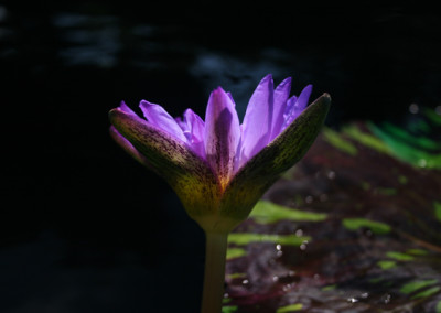 Nymphaea 'Leopardess'