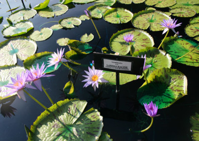 Nymphaea 'Larissa Racine'