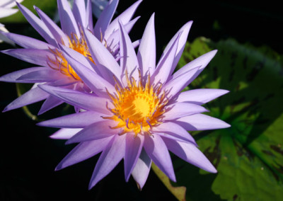 Nymphaea 'Larissa Racine'