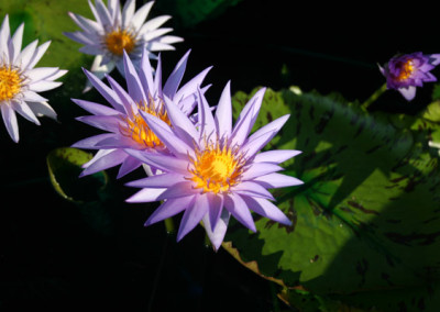 Nymphaea 'Larissa Racine'