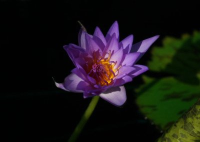 Nymphaea 'Larissa Racine'