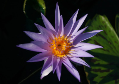 Nymphaea 'Larissa Racine'