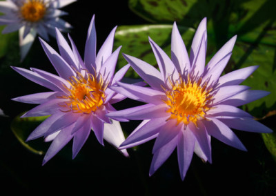 Nymphaea 'Larissa Racine'