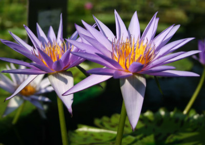 Nymphaea 'Larissa Racine'