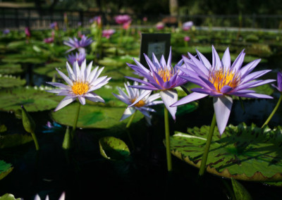 Nymphaea 'Larissa Racine'