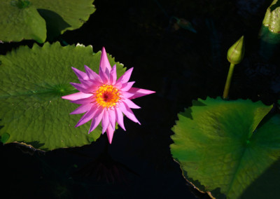 Nymphaea 'Pink Star' (syn. Nymphaea 'Stella Gurney')