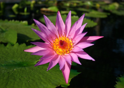 Nymphaea 'Pink Star' (syn. Nymphaea 'Stella Gurney')