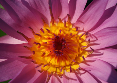 Nymphaea 'Pink Star' (syn. Nymphaea 'Stella Gurney')