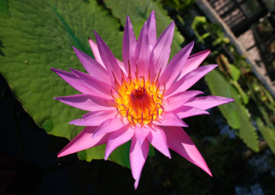 Nymphaea ‘Stella Gurney’ (syn. Nymphaea ‘Pink Star’)