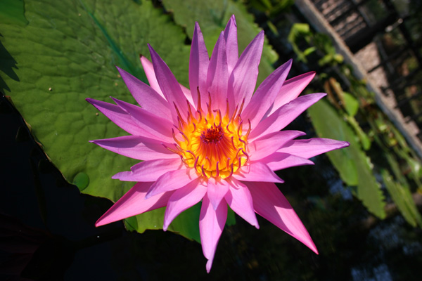 Nymphaea ‘Stella Gurney’ (syn. Nymphaea ‘Pink Star’)