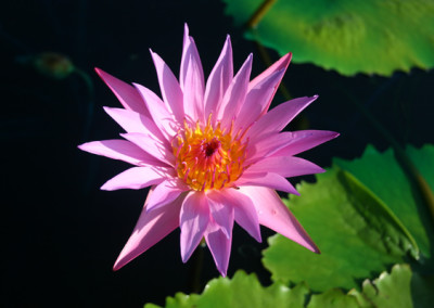 Nymphaea 'Pink Star' (syn. Nymphaea 'Stella Gurney')