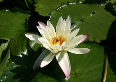 Nymphaea 'St. Louis Marmorata'