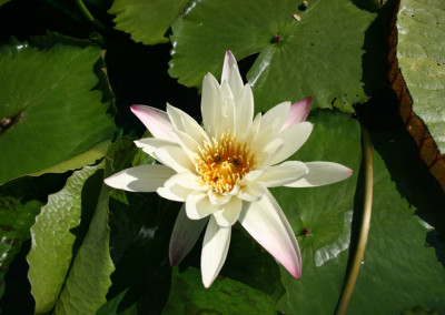 Nymphaea 'St. Louis Marmorata'